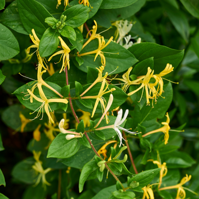 Fleur Chèvrefeuille - Lonicera japonica Halliana 70cm - Publicité Fleur Chèvrefeuille - Lonicera japonica Halliana 70cm - Publicité