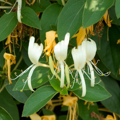 Fleur Chèvrefeuille - Lonicera japonica Halls Prolific 70cm - Publicité Fleur Chèvrefeuille - Lonicera japonica Halls Prolific 70cm - Publicité