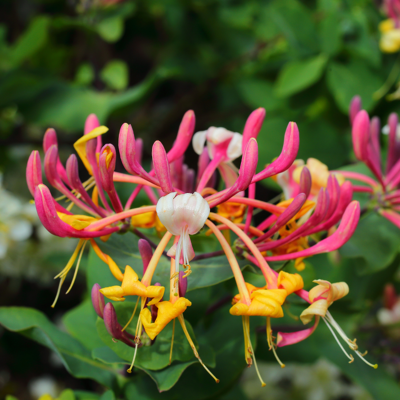 Fleur Chèvrefeuille - Lonicera japonica Red World 70cm - Publicité Fleur Chèvrefeuille - Lonicera japonica Red World 70cm - Publicité