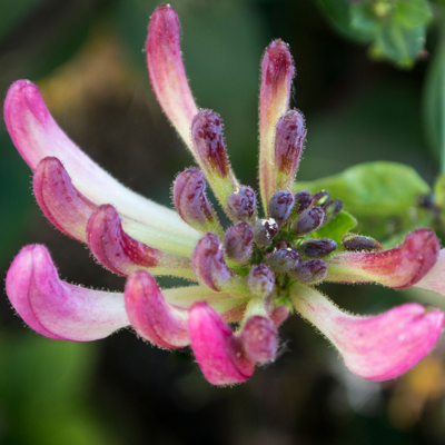 Fleur Chèvrefeuille - Lonicera periclymenum Belgica Select 70cm - Publicité Fleur Chèvrefeuille - Lonicera periclymenum Belgica Select 70cm - Publicité