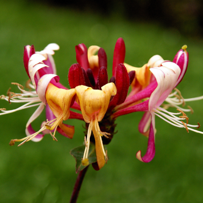 Fleur Chèvrefeuille - Lonicera periclymenum Serotina 70cm - Publicité Fleur Chèvrefeuille - Lonicera periclymenum Serotina 70cm - Publicité