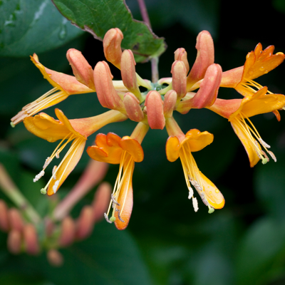 Fleur Chèvrefeuille - Lonicera xheckrottii Goldflame 70cm - Publicité Fleur Chèvrefeuille - Lonicera xheckrottii Goldflame 70cm - Publicité