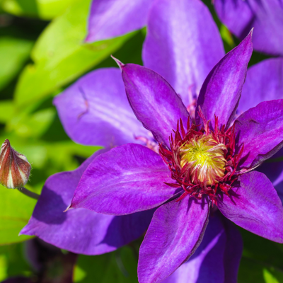 Fleur Clematite - Clematis viticella Etoile Violette 70cm - Publicité Fleur Clematite - Clematis viticella Etoile Violette 70cm - Publicité