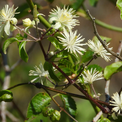 Fleur Clematite - Clematis vitalba 70cm - Publicité Fleur Clematite - Clematis vitalba 70cm - Publicité