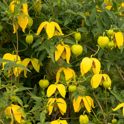 Fleur Clematite - Clematis tibetana Tangutica 70cm - Publicité Fleur Clematite - Clematis tibetana Tangutica 70cm - Publicité