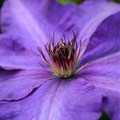Fleur Clematite - Clematis The President 70cm - Publicité Fleur Clematite - Clematis The President 70cm - Publicité
