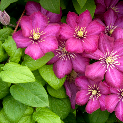 Fleur Clematite - Clematis Star Of India 70cm - Publicité Fleur Clematite - Clematis Star Of India 70cm - Publicité