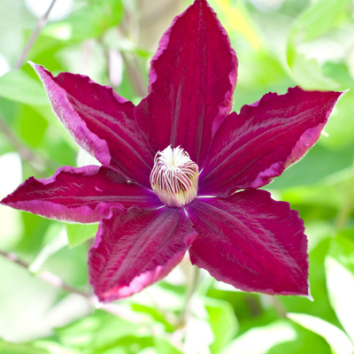 Fleur Clematite - Clematis Rouge Cardinal 70cm - Publicité Fleur Clematite - Clematis Rouge Cardinal 70cm - Publicité
