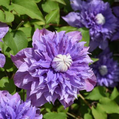 Fleur Clematite - Clematis Multi Blue 70cm - Publicité Fleur Clematite - Clematis Multi Blue 70cm - Publicité