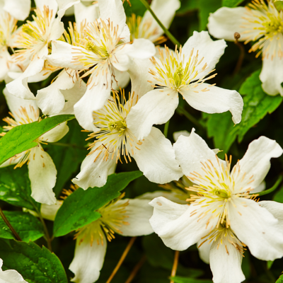 Fleur Clematite - Clematis montana Wilsonii 70cm - Publicité Fleur Clematite - Clematis montana Wilsonii 70cm - Publicité