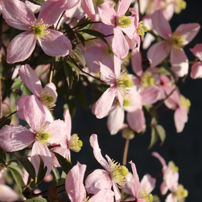 Fleur Clematite - Clematis montana Rubens 70cm - Publicité Fleur Clematite - Clematis montana Rubens 70cm - Publicité