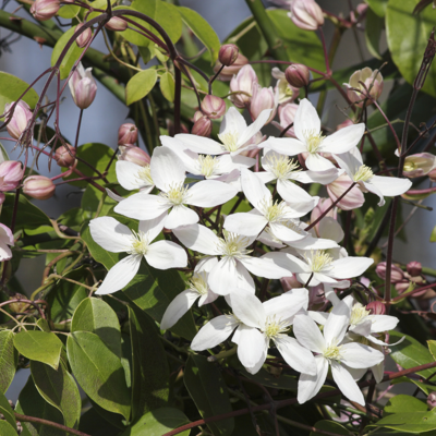 Fleur Clematite - Clematis montana Grandiflora 70cm - Publicité Fleur Clematite - Clematis montana Grandiflora 70cm - Publicité