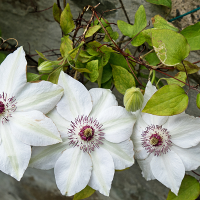 Fleur Clematite - Clematis Miss Bateman 70cm - Publicité Fleur Clematite - Clematis Miss Bateman 70cm - Publicité