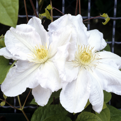 Fleur Clematite - Clematis Mevrouw Le Coultre 70cm - Publicité Fleur Clematite - Clematis Mevrouw Le Coultre 70cm - Publicité
