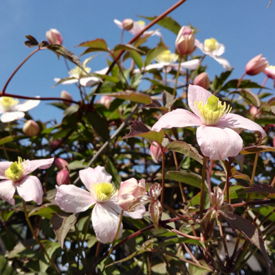 Fleur Clematite - Clematis Mayleen 70cm - Publicité Fleur Clematite - Clematis Mayleen 70cm - Publicité