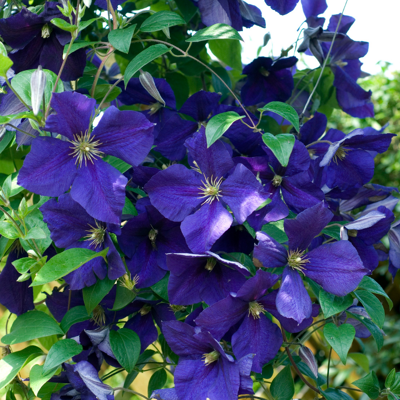 Fleur Clematite - Clematis Jackmanii 70cm - Publicité Fleur Clematite - Clematis Jackmanii 70cm - Publicité