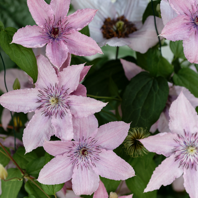 Fleur Clematite - Clematis Hagley Hybrid 70cm - Publicité Fleur Clematite - Clematis Hagley Hybrid 70cm - Publicité