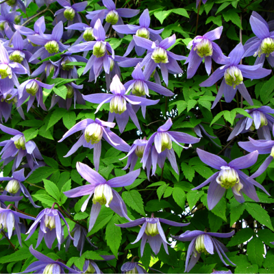 Fleur Clematite - Clematis alpina 70cm - Publicité Fleur Clematite - Clematis alpina 70cm - Publicité