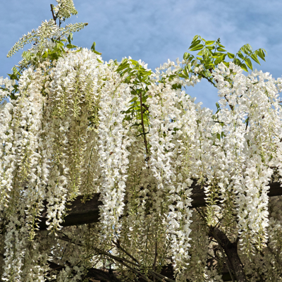 Fleur Glycine - Wisteria sinensis Alba 70cm - Publicité Fleur Glycine - Wisteria sinensis Alba 70cm - Publicité