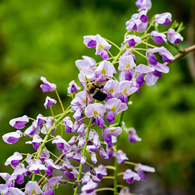 Fleur Glycine - Wisteria sinensis Prolific 70cm - Publicité Fleur Glycine - Wisteria sinensis Prolific 70cm - Publicité