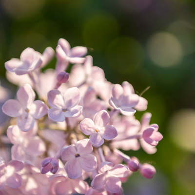 Fleur Glycine - Wisteria sinensis Rosea 70cm - Publicité Fleur Glycine - Wisteria sinensis Rosea 70cm - Publicité