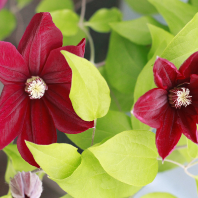 Fleur Clematite - Clematis Niobe 70cm - Publicité Fleur Clematite - Clematis Niobe 70cm - Publicité