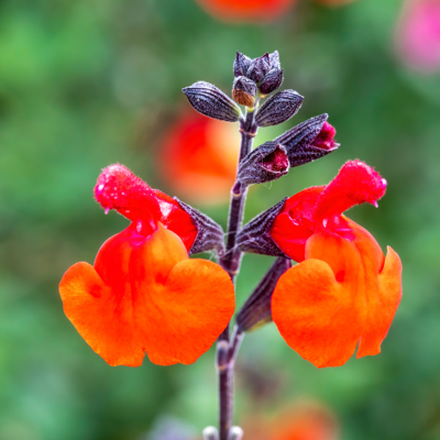 Pépinière de Landas Sauge arbustive - Salvia microphylla Royal Bumble - 50/60 cm Pot de 3L - Rouge - Publicité Pépinière de Landas Sauge arbustive - Salvia microphylla Royal Bumble - 50/60 cm Pot de 3L - Rouge - Publicité
