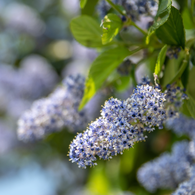 Fleur Céanothe skylark pyramide - Ceanothus skylark pyramide 60 cm Pot 17cm - Publicité Fleur Céanothe skylark pyramide - Ceanothus skylark pyramide 60 cm Pot 17cm - Publicité