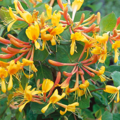Fleur Chèvrefeuille - Lonicera xtellmanniana 70cm - Publicité Fleur Chèvrefeuille - Lonicera xtellmanniana 70cm - Publicité