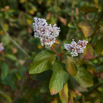 Fleur Céanothe spring party pyramide - Ceanothus spring party pyramide 80/90 cm Pot 17cm - Publicité Fleur Céanothe spring party pyramide - Ceanothus spring party pyramide 80/90 cm Pot 17cm - Publicité
