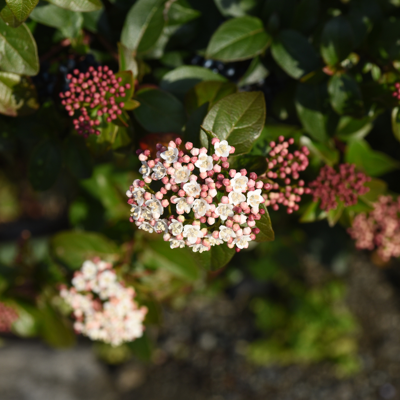 Fleur Viorne tin gwenllian - Viburnum tinus gwenllian 30cm - Publicité Fleur Viorne tin gwenllian - Viburnum tinus gwenllian 30cm - Publicité