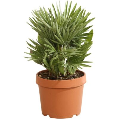 Fleur Palmier nain Siciliana – Chamaerops humilis Siciliana 40 cm Pot 22cm - Publicité Fleur Palmier nain Siciliana – Chamaerops humilis Siciliana 40 cm Pot 22cm - Publicité