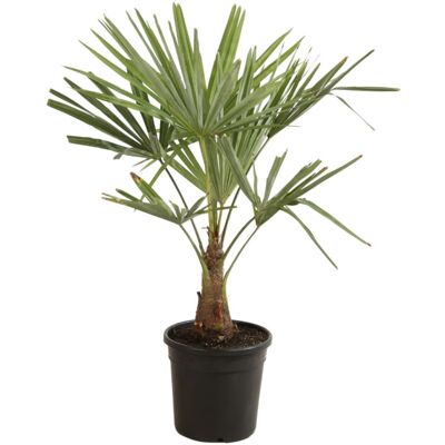 Fleur Palmier chanvre – Trachycarpus fortunei 90/100 cm Pot 10L - Publicité Fleur Palmier chanvre – Trachycarpus fortunei 90/100 cm Pot 10L - Publicité