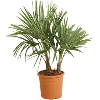 Fleur Palmier chanvre – Trachycarpus fortunei 2 troncs 120/130cm Pot 28cm - Publicité Fleur Palmier chanvre – Trachycarpus fortunei 2 troncs 120/130cm Pot 28cm - Publicité