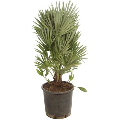 Fleur Palmier nain Siciliana – Chamaerops humilis Siciliana 50 cm Pot 28cm - Publicité Fleur Palmier nain Siciliana – Chamaerops humilis Siciliana 50 cm Pot 28cm - Publicité
