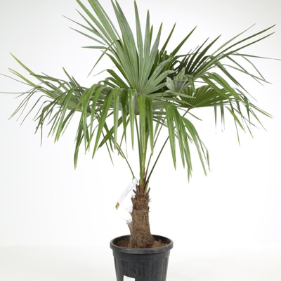 Fleur Palmier chanvre – Trachycarpus fortunei 20/30cm - Publicité Fleur Palmier chanvre – Trachycarpus fortunei 20/30cm - Publicité