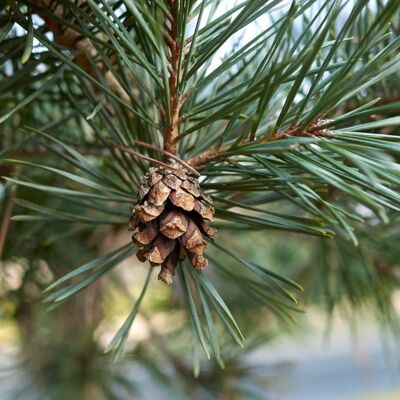 Fleur Pin sylvestre Watereri - Pinus sylvestris Watereri Boule diam 25cm sur tige 60/80cm Pot 11L - Publicité Fleur Pin sylvestre Watereri - Pinus sylvestris Watereri Boule diam 25cm sur tige 60/80cm Pot 11L - Publicité
