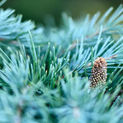 Fleur Cèdre du Liban Glauca - Cedrus libani Glauca 60/80cm Pot 9L - Publicité Fleur Cèdre du Liban Glauca - Cedrus libani Glauca 60/80cm Pot 9L - Publicité