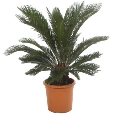 Fleur Cycas – Cycas revoluta 70 cm Pot 15L - Publicité Fleur Cycas – Cycas revoluta 70 cm Pot 15L - Publicité