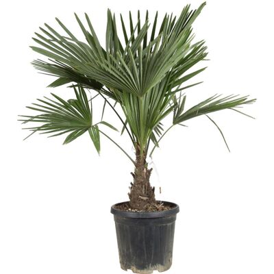 Fleur Palmier chanvre – Trachycarpus fortunei 30/40cm - Publicité Fleur Palmier chanvre – Trachycarpus fortunei 30/40cm - Publicité