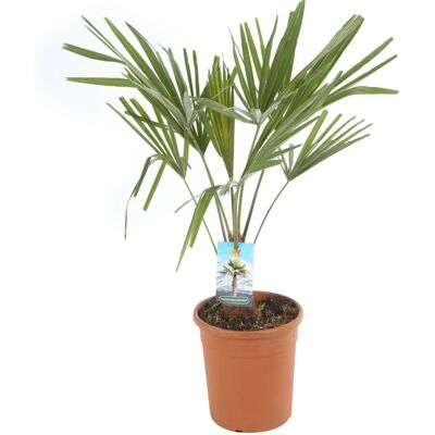 Fleur Palmier chanvre – Trachycarpus fortunei 50/60 cm Pot 20cm - Publicité Fleur Palmier chanvre – Trachycarpus fortunei 50/60 cm Pot 20cm - Publicité
