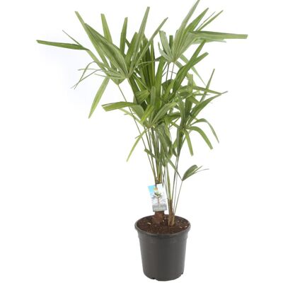 Fleur Palmier chanvre – Trachycarpus fortunei 60/70 cm Pot 24cm - Publicité Fleur Palmier chanvre – Trachycarpus fortunei 60/70 cm Pot 24cm - Publicité
