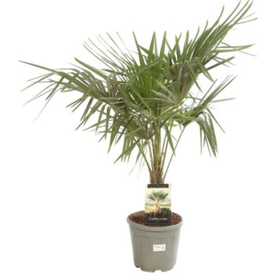 Fleur Palmier chanvre – Trachycarpus fortunei 25cm Pot 15L - Publicité Fleur Palmier chanvre – Trachycarpus fortunei 25cm Pot 15L - Publicité