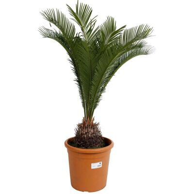 Fleur Cycas – Cycas revoluta 50/60 cm Pot 9L - Publicité Fleur Cycas – Cycas revoluta 50/60 cm Pot 9L - Publicité