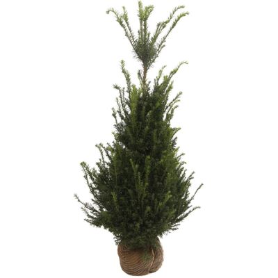 Fleur If commun - Taxus baccata en Motte 125/150cm - Publicité Fleur If commun - Taxus baccata en Motte 125/150cm - Publicité