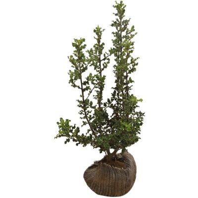 Fleur Houx commun - Ilex aquifolium en Motte 80/100cm - Publicité Fleur Houx commun - Ilex aquifolium en Motte 80/100cm - Publicité