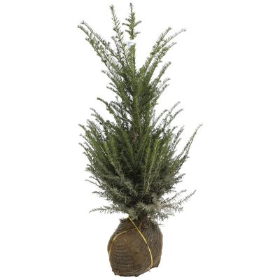 Fleur If commun - Taxus baccata en Motte 80/100cm - Publicité Fleur If commun - Taxus baccata en Motte 80/100cm - Publicité