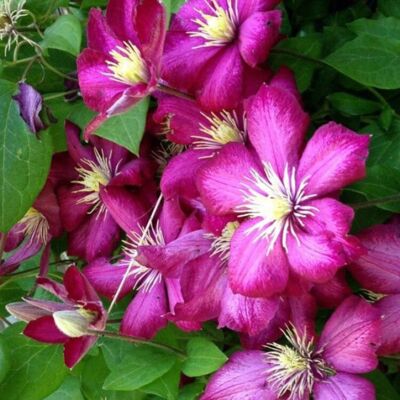Fleur Clematite - Clematis Viticella 70cm - Publicité Fleur Clematite - Clematis Viticella 70cm - Publicité