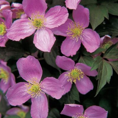 Fleur Clematite - Clematis Tetrarose 70cm - Publicité Fleur Clematite - Clematis Tetrarose 70cm - Publicité