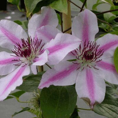 Fleur Clematite - Clematis Nelly Moser 70cm - Publicité Fleur Clematite - Clematis Nelly Moser 70cm - Publicité
